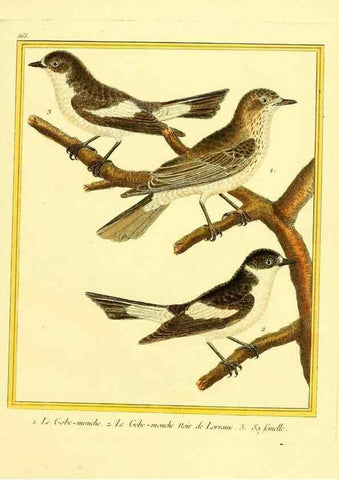 Reproducción/Reproduction 49640296327: Planches enluminées d'histoire naturelle. Paris? :s.n.,1765-1783?. 