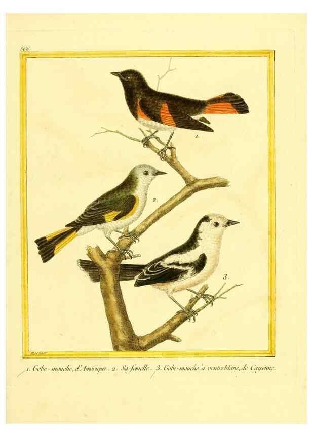 Reproducción/Reproduction 49640296542: Planches enluminées d'histoire naturelle. Paris? :s.n.,1765-1783?. 