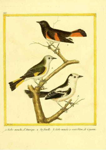 Reproducción/Reproduction 49640296542: Planches enluminées d'histoire naturelle. Paris? :s.n.,1765-1783?. 