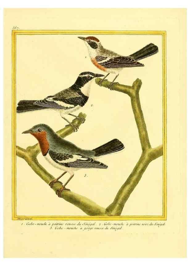 Reproducción/Reproduction 49639498933: Planches enluminées d'histoire naturelle. Paris? :s.n.,1765-1783?. 