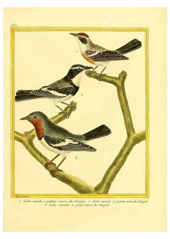 Reproducción/Reproduction 49639498933: Planches enluminées d'histoire naturelle. Paris? :s.n.,1765-1783?. 