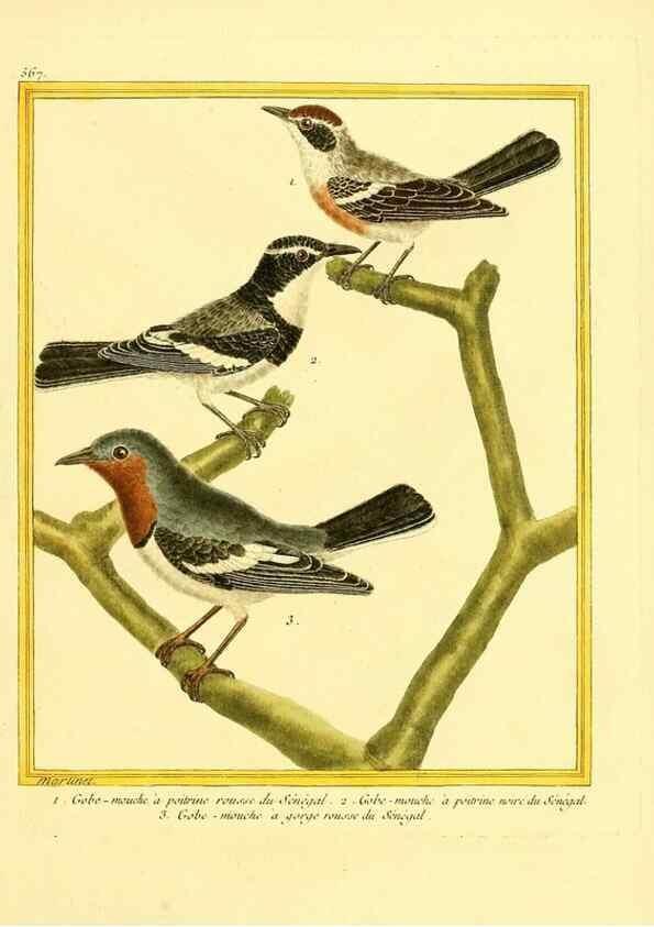 Reproducción/Reproduction 49639498933: Planches enluminées d'histoire naturelle. Paris? :s.n.,1765-1783?. 