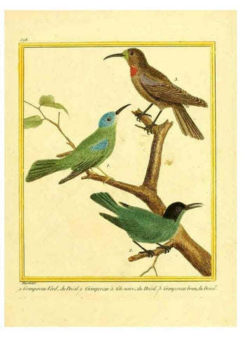 Reproducción/Reproduction 49640026486: Planches enluminées d'histoire naturelle. Paris? :s.n.,1765-1783?. 