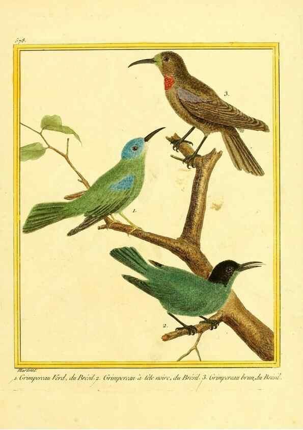Reproducción/Reproduction 49640026486: Planches enluminées d'histoire naturelle. Paris? :s.n.,1765-1783?. 