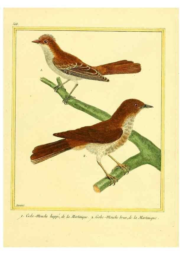 Reproducción/Reproduction 49640023791: Planches enluminées d'histoire naturelle. Paris? :s.n.,1765-1783?. 