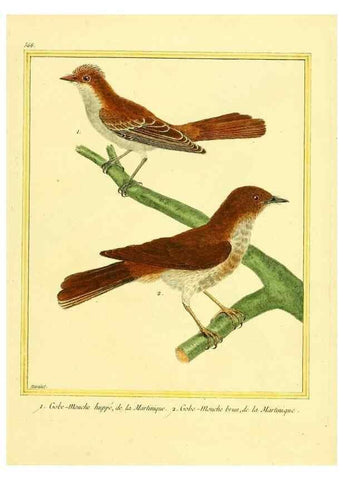 Reproducción/Reproduction 49640023791: Planches enluminées d'histoire naturelle. Paris? :s.n.,1765-1783?. 