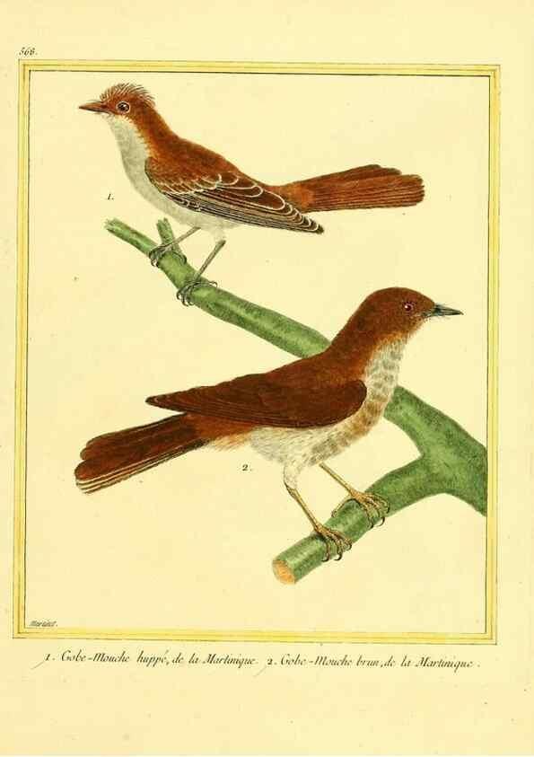 Reproducción/Reproduction 49640023791: Planches enluminées d'histoire naturelle. Paris? :s.n.,1765-1783?. 