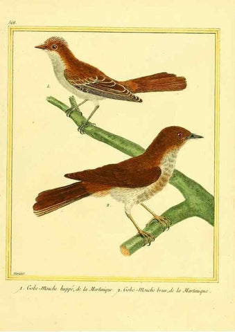 Reproducción/Reproduction 49640023791: Planches enluminées d'histoire naturelle. Paris? :s.n.,1765-1783?. 