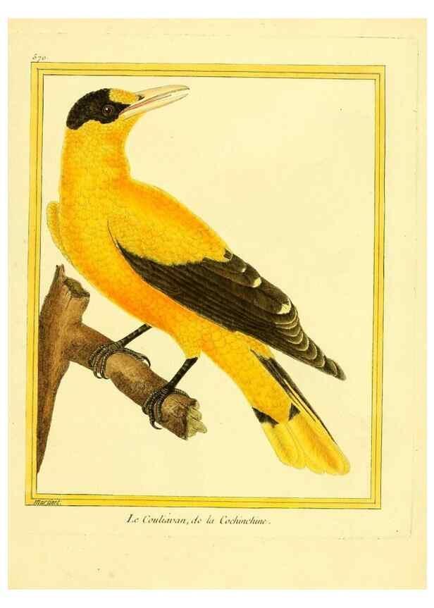 Reproducción/Reproduction 49640024316: Planches enluminées d'histoire naturelle. Paris? :s.n.,1765-1783?. 