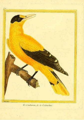 Reproducción/Reproduction 49640024316: Planches enluminées d'histoire naturelle. Paris? :s.n.,1765-1783?. 