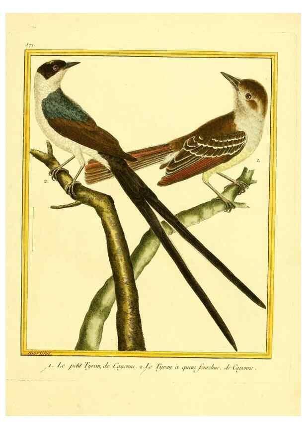 Reproducción/Reproduction 49639499898: Planches enluminées d'histoire naturelle. Paris? :s.n.,1765-1783?. 