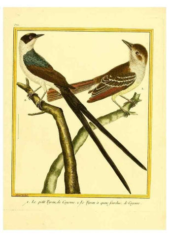 Reproducción/Reproduction 49639499898: Planches enluminées d'histoire naturelle. Paris? :s.n.,1765-1783?. 