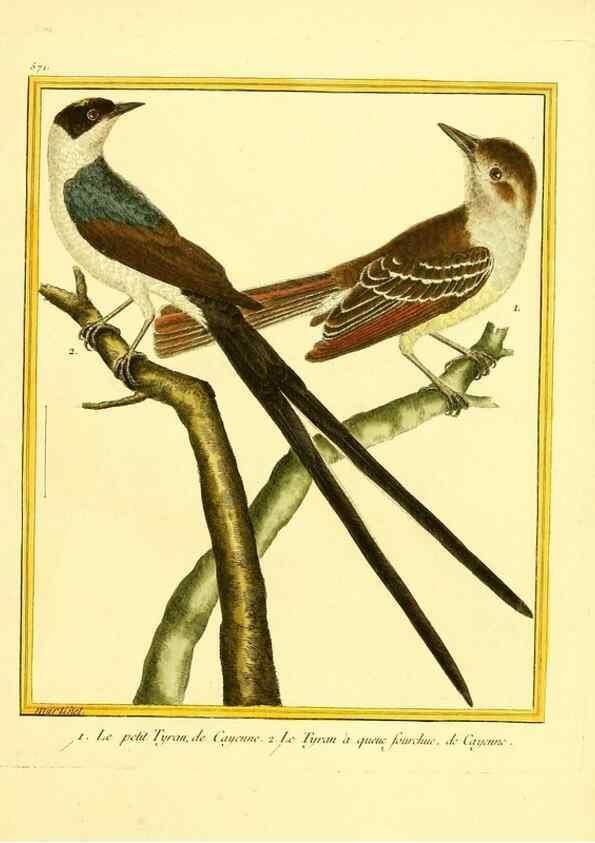 Reproducción/Reproduction 49639499898: Planches enluminées d'histoire naturelle. Paris? :s.n.,1765-1783?. 