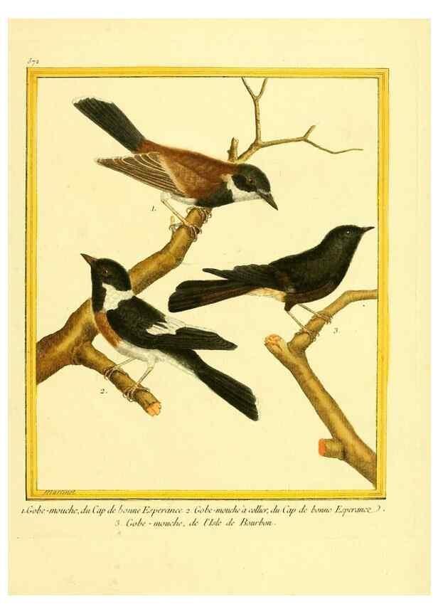 Reproducción/Reproduction 49639500113: Planches enluminées d'histoire naturelle. Paris? :s.n.,1765-1783?. 