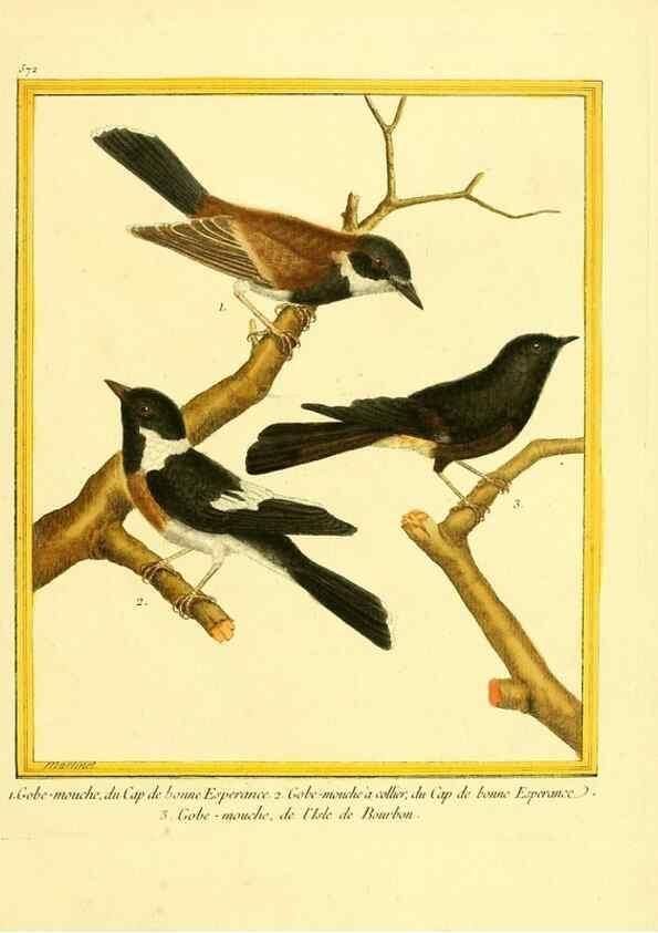 Reproducción/Reproduction 49639500113: Planches enluminées d'histoire naturelle. Paris? :s.n.,1765-1783?. 