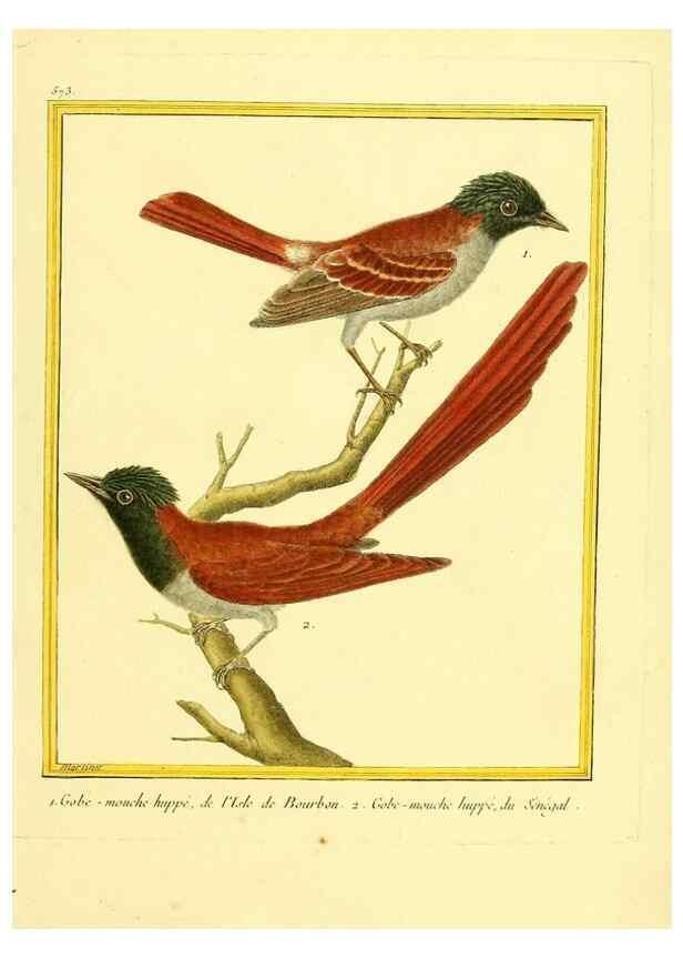 Reproducción/Reproduction 49639500258: Planches enluminées d'histoire naturelle. Paris? :s.n.,1765-1783?. 