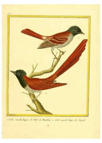 Reproducción/Reproduction 49639500258: Planches enluminées d'histoire naturelle. Paris? :s.n.,1765-1783?. 