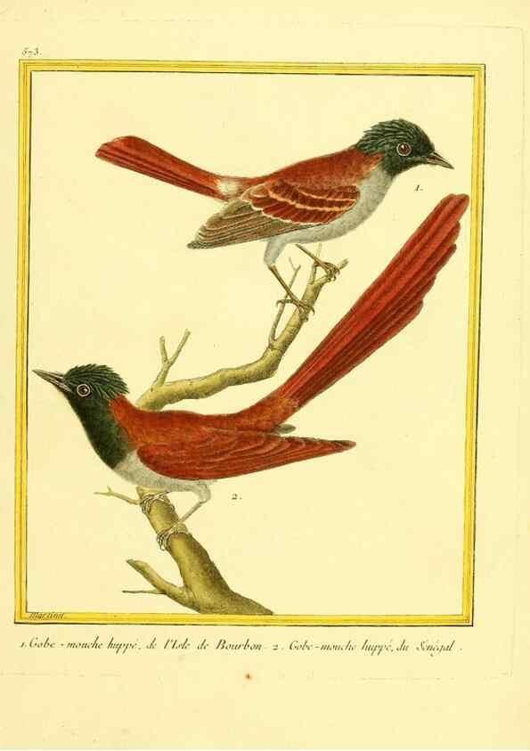 Reproducción/Reproduction 49639500258: Planches enluminées d'histoire naturelle. Paris? :s.n.,1765-1783?. 