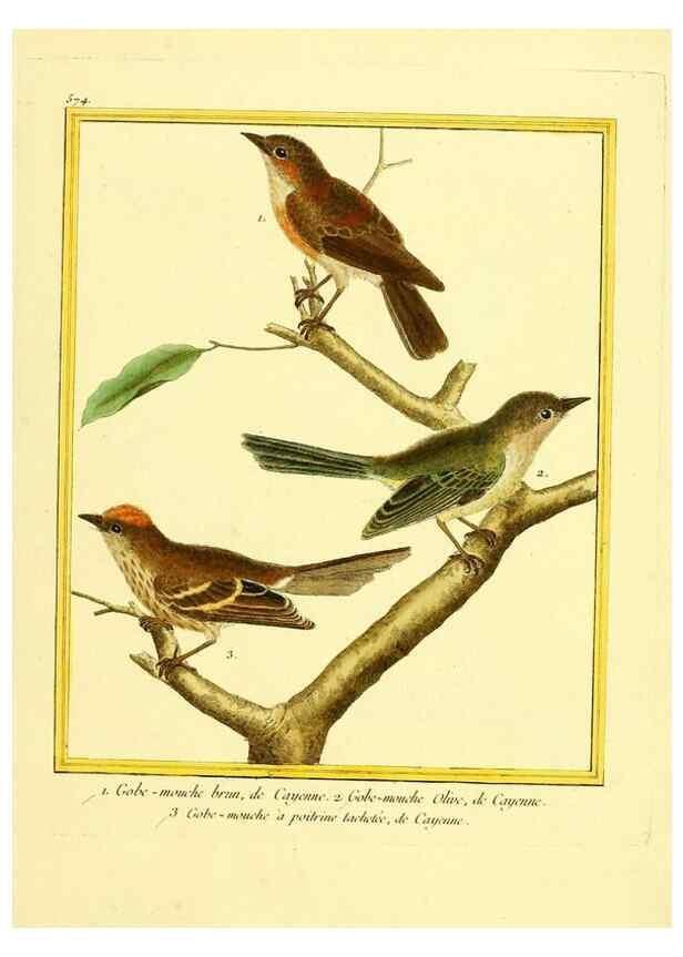 Reproducción/Reproduction 49639500533: Planches enluminées d'histoire naturelle. Paris? :s.n.,1765-1783?. 