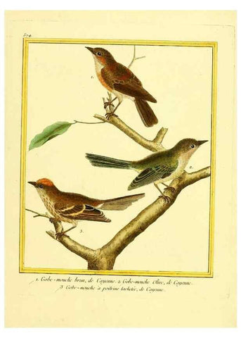 Reproducción/Reproduction 49639500533: Planches enluminées d'histoire naturelle. Paris? :s.n.,1765-1783?. 