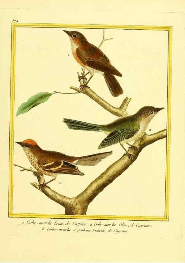 Reproducción/Reproduction 49639500533: Planches enluminées d'histoire naturelle. Paris? :s.n.,1765-1783?. 