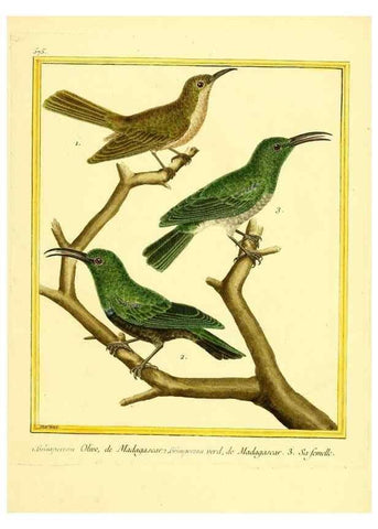 Reproducción/Reproduction 49640298702: Planches enluminées d'histoire naturelle. Paris? :s.n.,1765-1783?. 