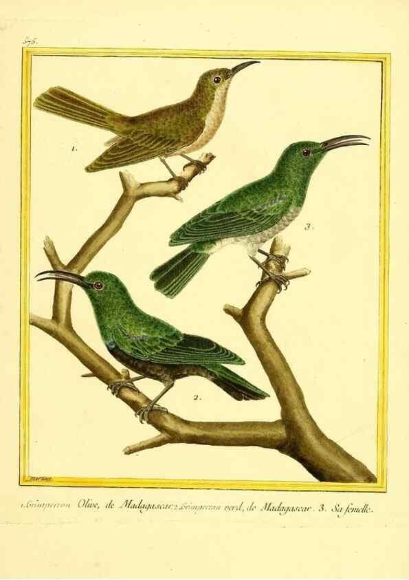 Reproducción/Reproduction 49640298702: Planches enluminées d'histoire naturelle. Paris? :s.n.,1765-1783?. 