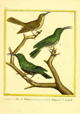 Reproducción/Reproduction 49640298702: Planches enluminées d'histoire naturelle. Paris? :s.n.,1765-1783?. 