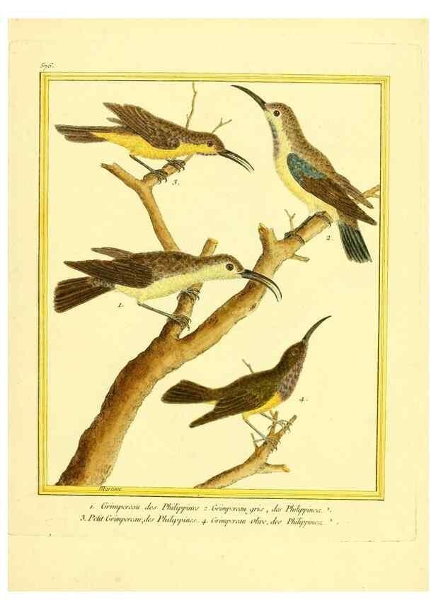 Reproducción/Reproduction 49640298987: Planches enluminées d'histoire naturelle. Paris? :s.n.,1765-1783?. 