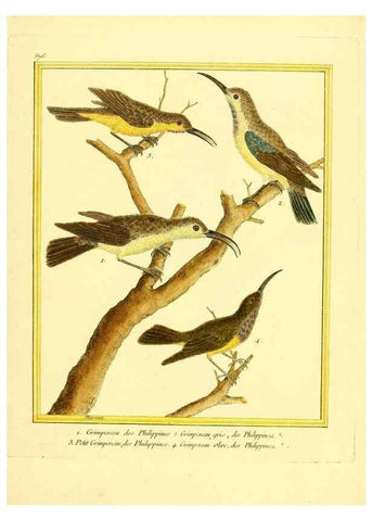 Reproducción/Reproduction 49640298987: Planches enluminées d'histoire naturelle. Paris? :s.n.,1765-1783?. 