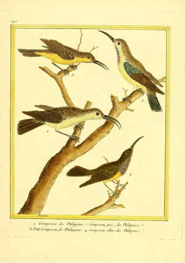 Reproducción/Reproduction 49640298987: Planches enluminées d'histoire naturelle. Paris? :s.n.,1765-1783?. 