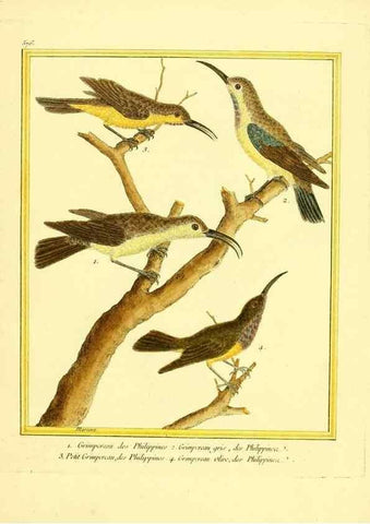 Reproducción/Reproduction 49640298987: Planches enluminées d'histoire naturelle. Paris? :s.n.,1765-1783?. 