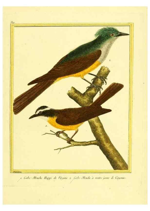 Reproducción/Reproduction 49640297347: Planches enluminées d'histoire naturelle. Paris? :s.n.,1765-1783?. 