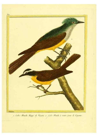Reproducción/Reproduction 49640297347: Planches enluminées d'histoire naturelle. Paris? :s.n.,1765-1783?. 