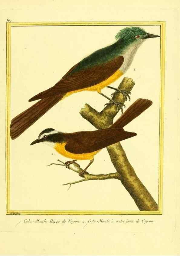 Reproducción/Reproduction 49640297347: Planches enluminées d'histoire naturelle. Paris? :s.n.,1765-1783?. 