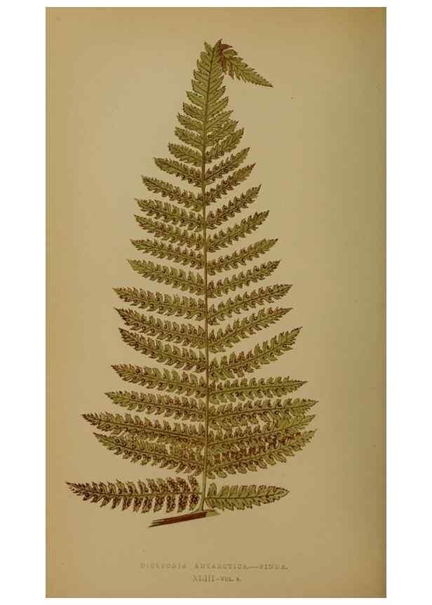 Reproducción/Reproduction 49628753897: Ferns: British and exotic.... London,Groombridge and Sons,1856-60.. 