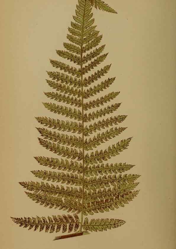 Reproducción/Reproduction 49628753897: Ferns: British and exotic.... London,Groombridge and Sons,1856-60.. 