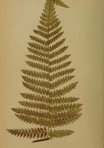 Reproducción/Reproduction 49628753897: Ferns: British and exotic.... London,Groombridge and Sons,1856-60.. 