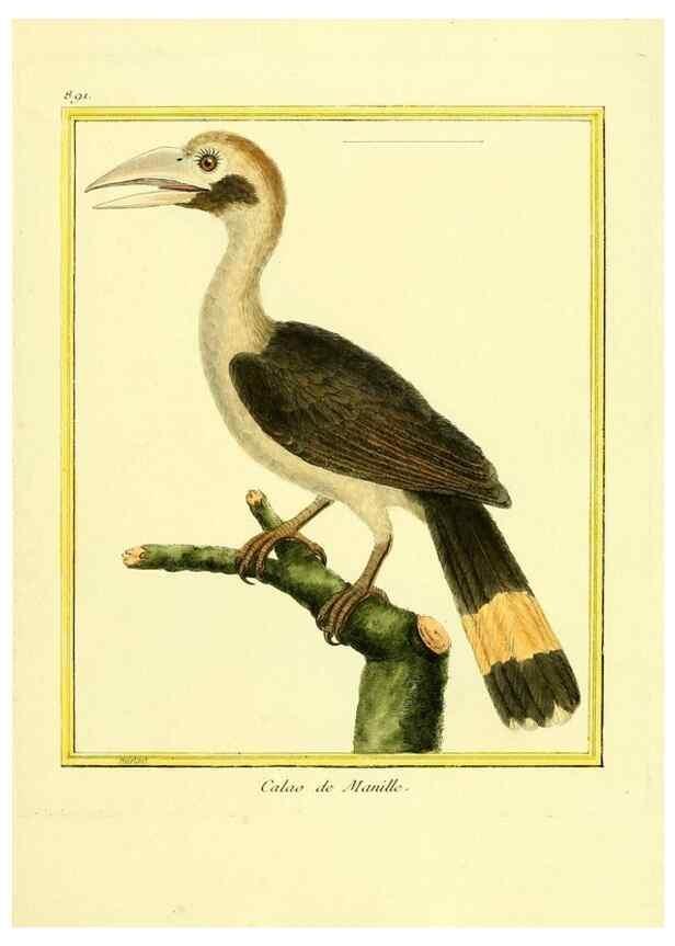 Reproducción/Reproduction 49640749932: Planches enluminées d'histoire naturelle. Paris? :s.n.,1765-1783?. 
