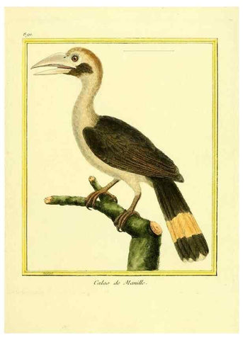 Reproducción/Reproduction 49640749932: Planches enluminées d'histoire naturelle. Paris? :s.n.,1765-1783?. 