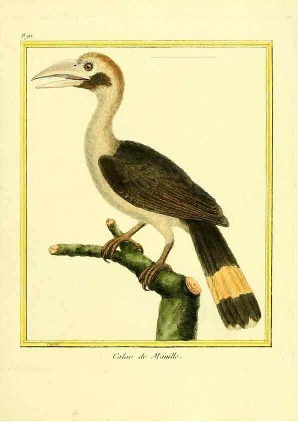Reproducción/Reproduction 49640749932: Planches enluminées d'histoire naturelle. Paris? :s.n.,1765-1783?. 