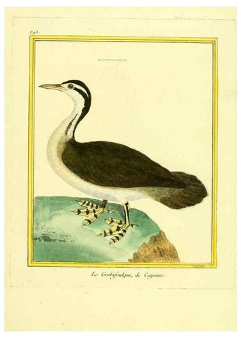 Reproducción/Reproduction 49639954638: Planches enluminées d'histoire naturelle. Paris? :s.n.,1765-1783?. 
