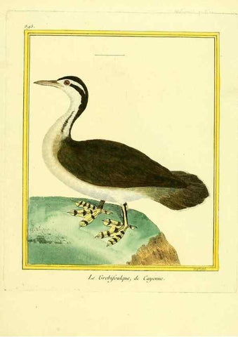 Reproducción/Reproduction 49639954638: Planches enluminées d'histoire naturelle. Paris? :s.n.,1765-1783?. 