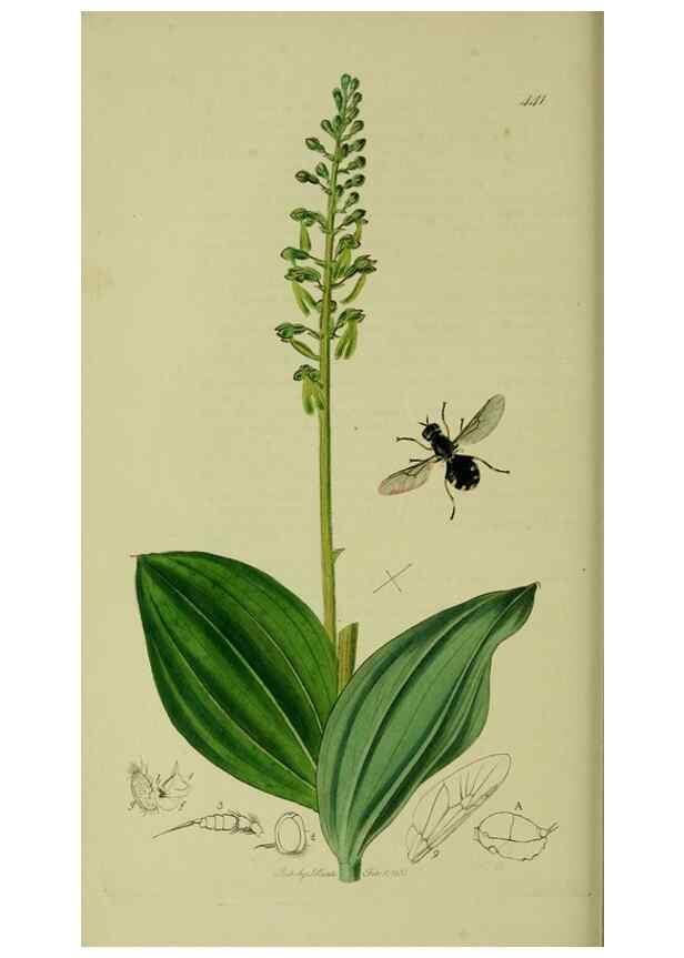 Reproducción/Reproduction 49640412028: British entomology :. London,Printed for the author,1823-1840 [i.e. 1840].. 