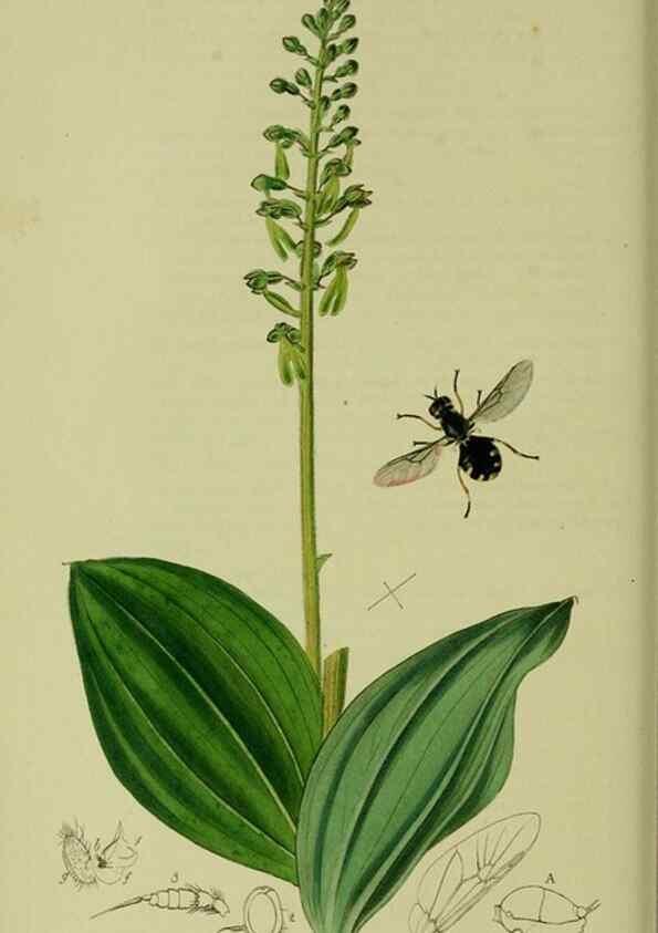 Reproducción/Reproduction 49640412028: British entomology :. London,Printed for the author,1823-1840 [i.e. 1840].. 