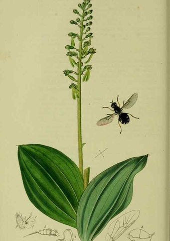 Reproducción/Reproduction 49640412028: British entomology :. London,Printed for the author,1823-1840 [i.e. 1840].. 