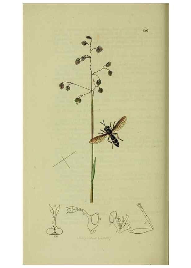 Reproducción/Reproduction 49641209932: British entomology :. London,Printed for the author,1823-1840 [i.e. 1840].. 