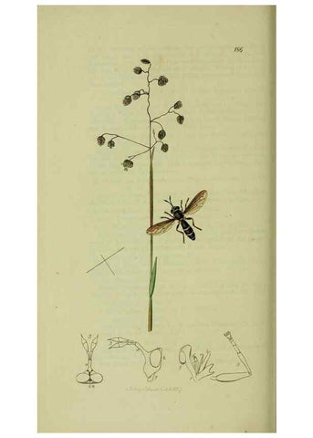 Reproducción/Reproduction 49641209932: British entomology :. London,Printed for the author,1823-1840 [i.e. 1840].. 