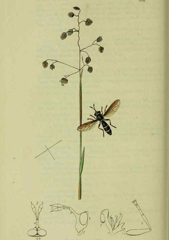 Reproducción/Reproduction 49641209932: British entomology :. London,Printed for the author,1823-1840 [i.e. 1840].. 