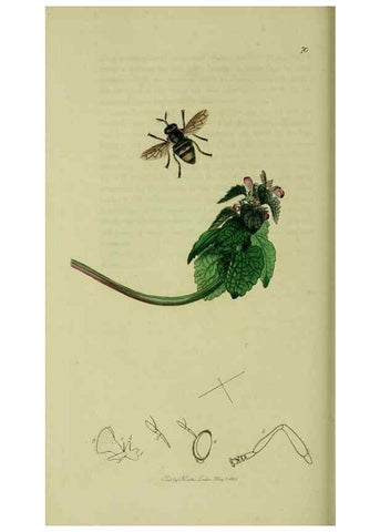 Reproducción/Reproduction 49640412633: British entomology :. London,Printed for the author,1823-1840 [i.e. 1840].. 